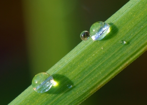 Crédit photo : https://commons.wikimedia.org/wiki/File:Dew_on_grass_Luc_Viatour.jpg?uselang=fr